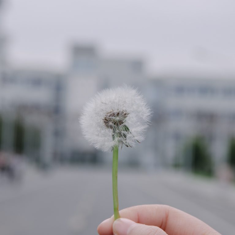 Paardebloem viral change